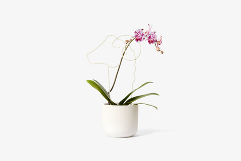 Plant Trellis
