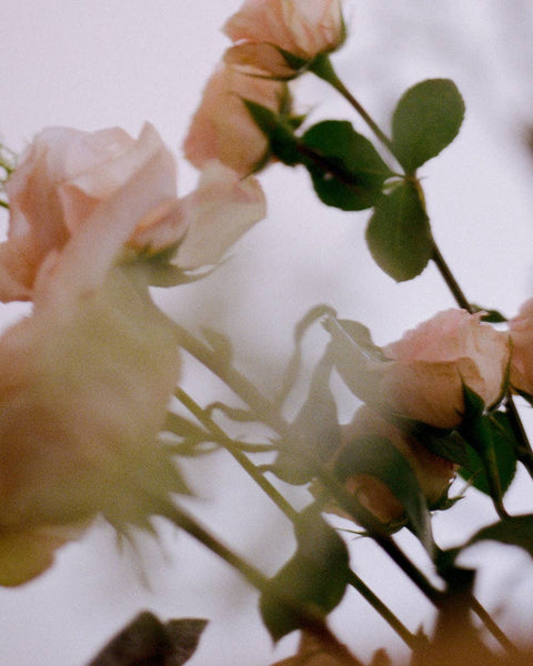 N˚07 Rosewood Candle | Bruised Rose & Sandalwood