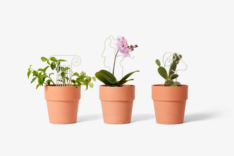 Plant Trellis
